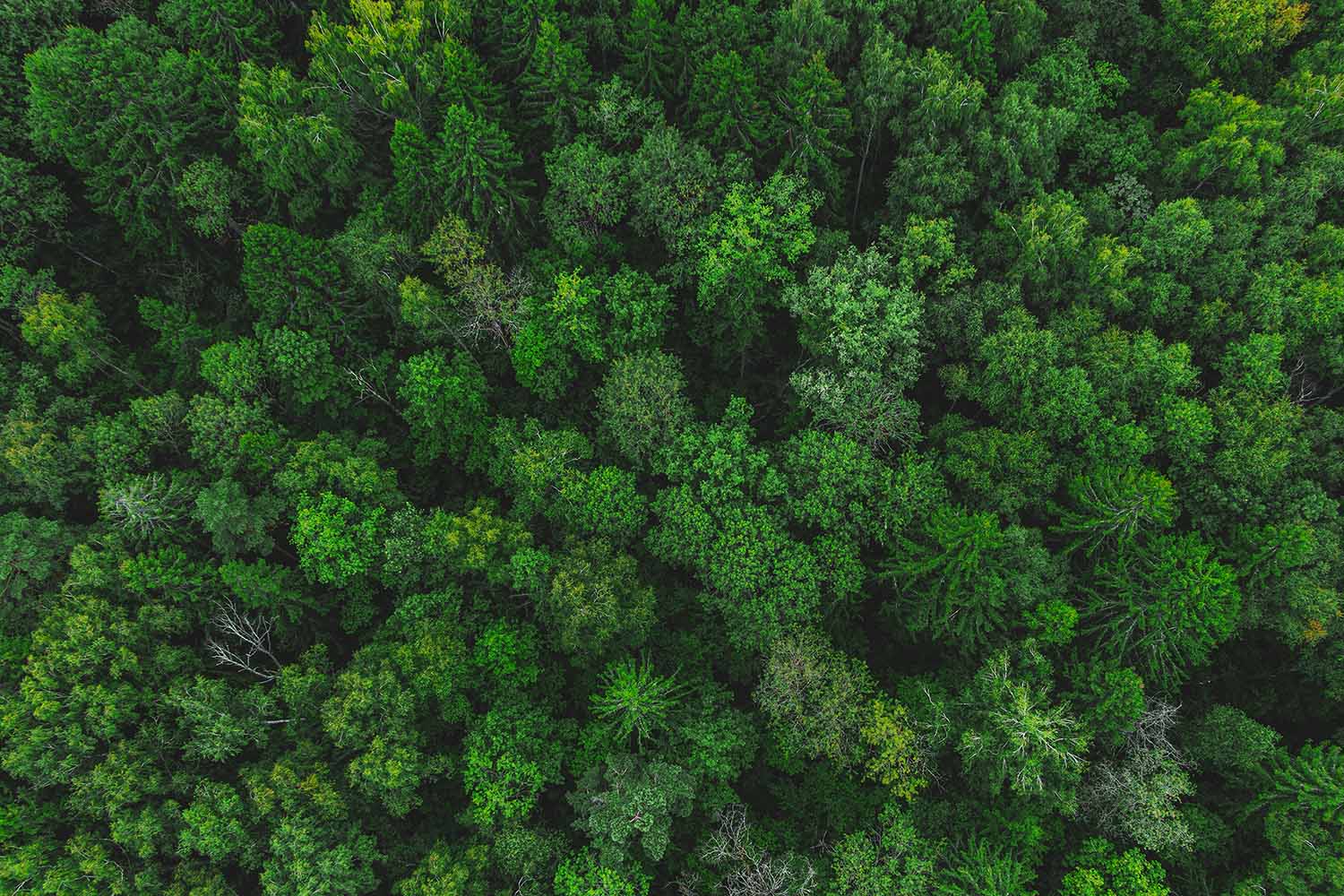 Thick, green forest trees shown from the top.